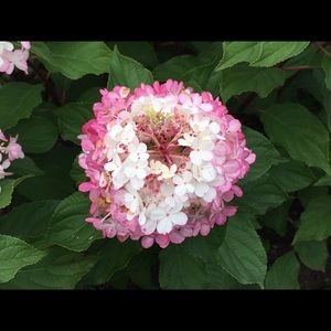 Meet your Posher, Amna